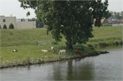 Zwaluwreizen 11-06-2013 046